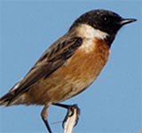 Cartaxo : sarapintado na cauda (ponta preta)