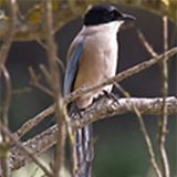 Charneco : igual à pega mas mais azul