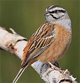 CIA : 'capacete' de linhas pretas ao longo da cabeça