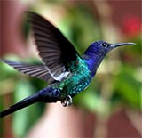 Colibri : Luanda | Julho 2014