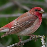 Peito-Carmin, também chamado de Pintarroxo-vermelho