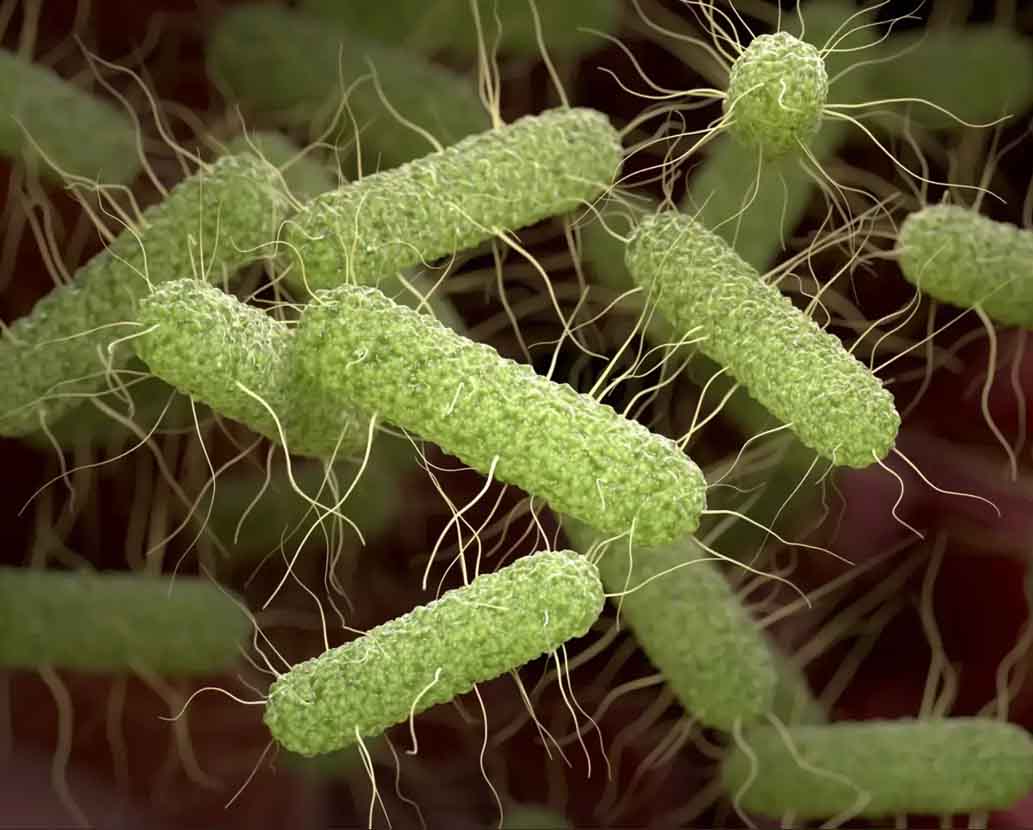 Micróbios, as criaturas da fantasia