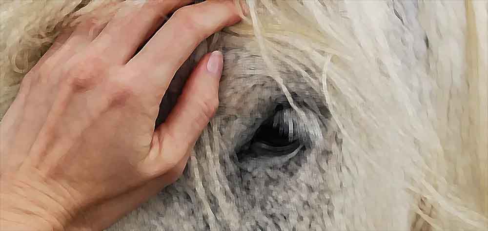 a ciência negou que os animais possuíssem inteligência