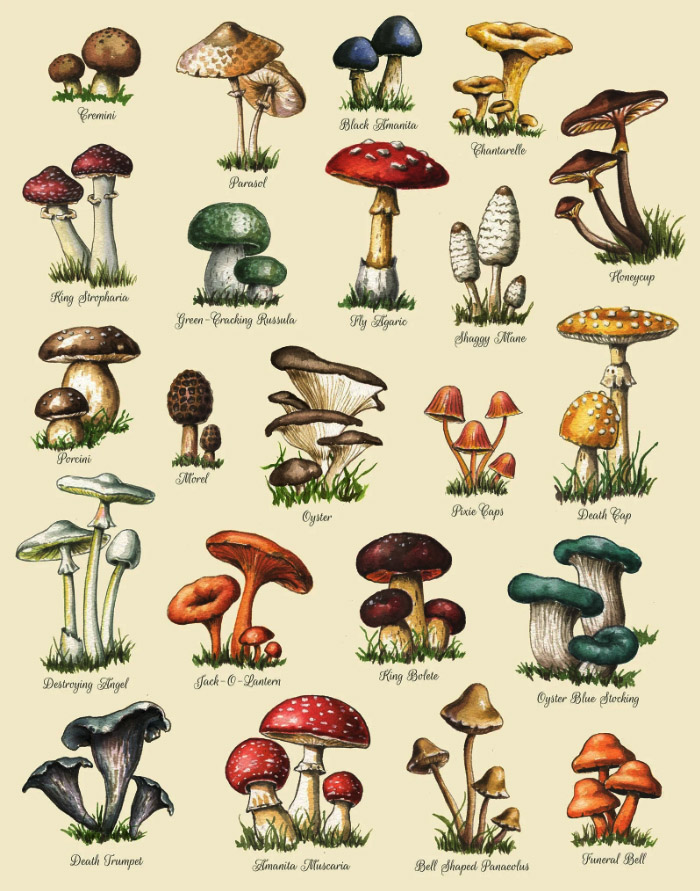Quadro para identificar cogumelos
