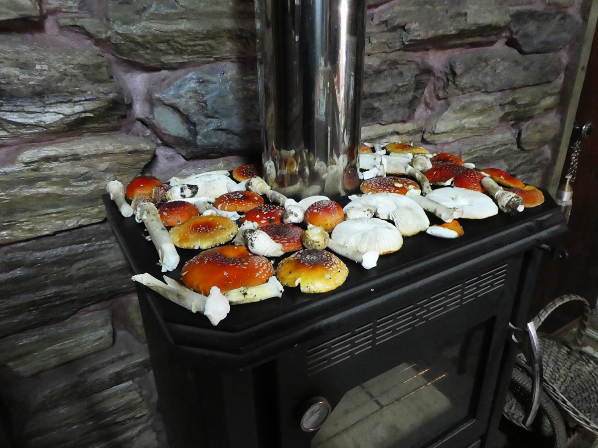 Amanita Muscaria a secar
