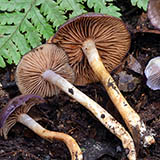 CORTINARIUS SP