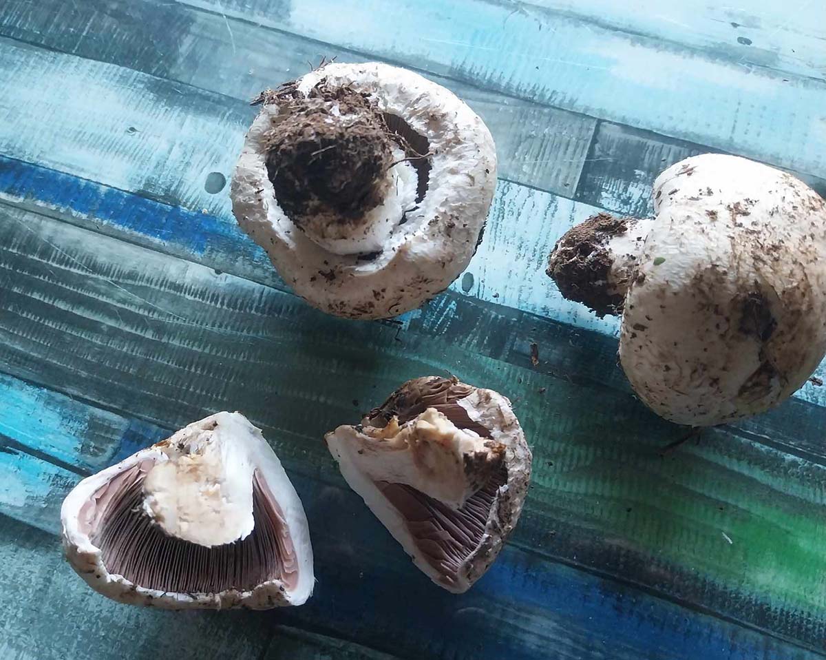 Amanita Rubescens