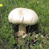 AGARICUS CAMPESTRIS