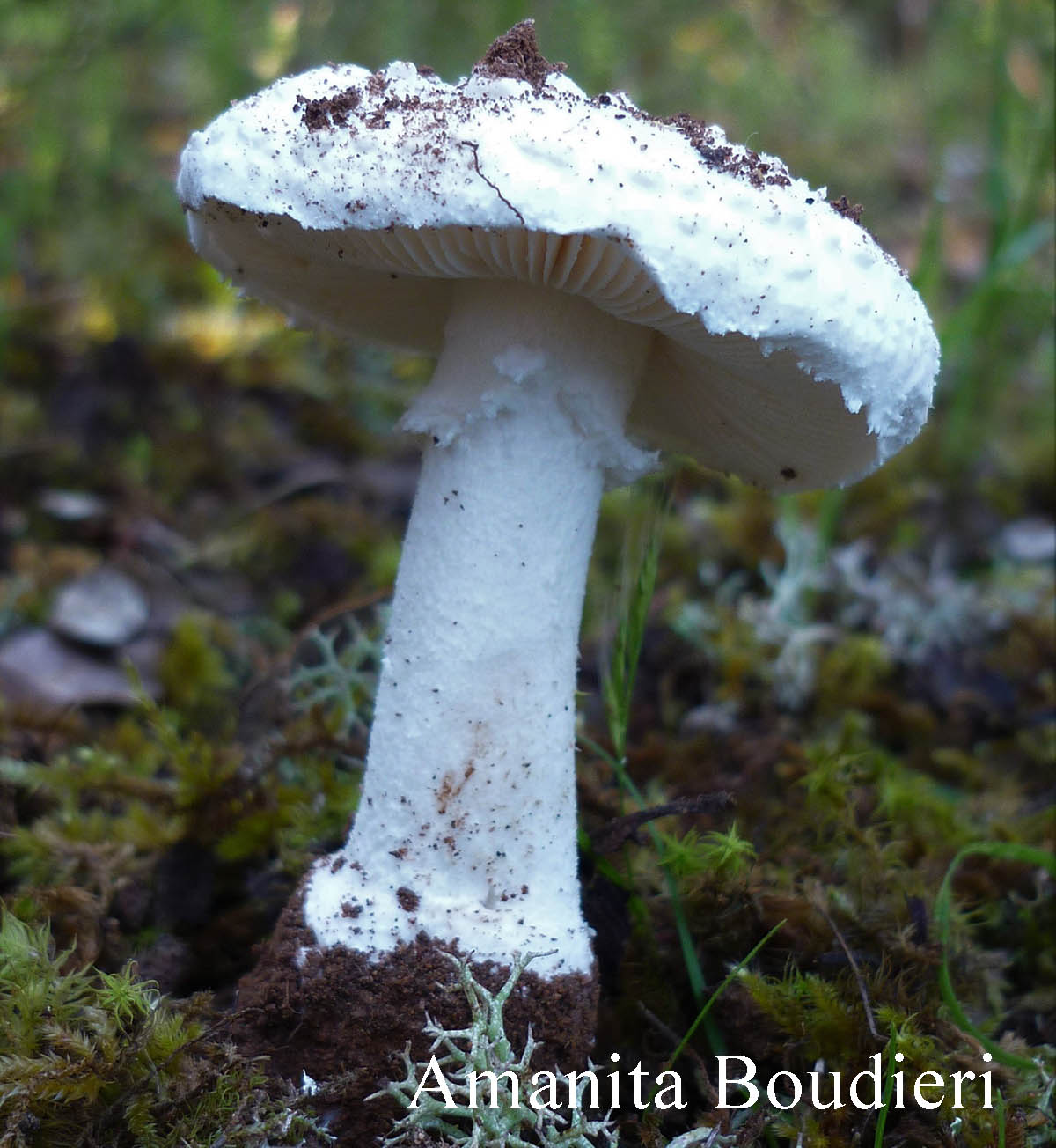 Amanita Boudieri