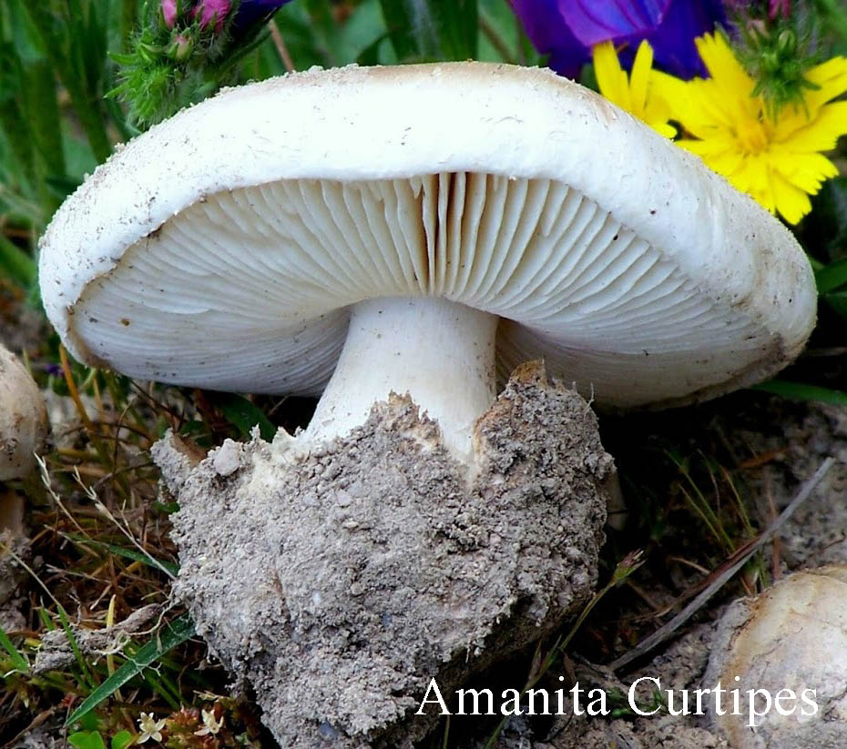 Amanita Curtipes