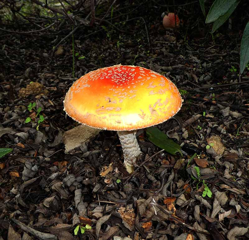 Amanita Muscaria