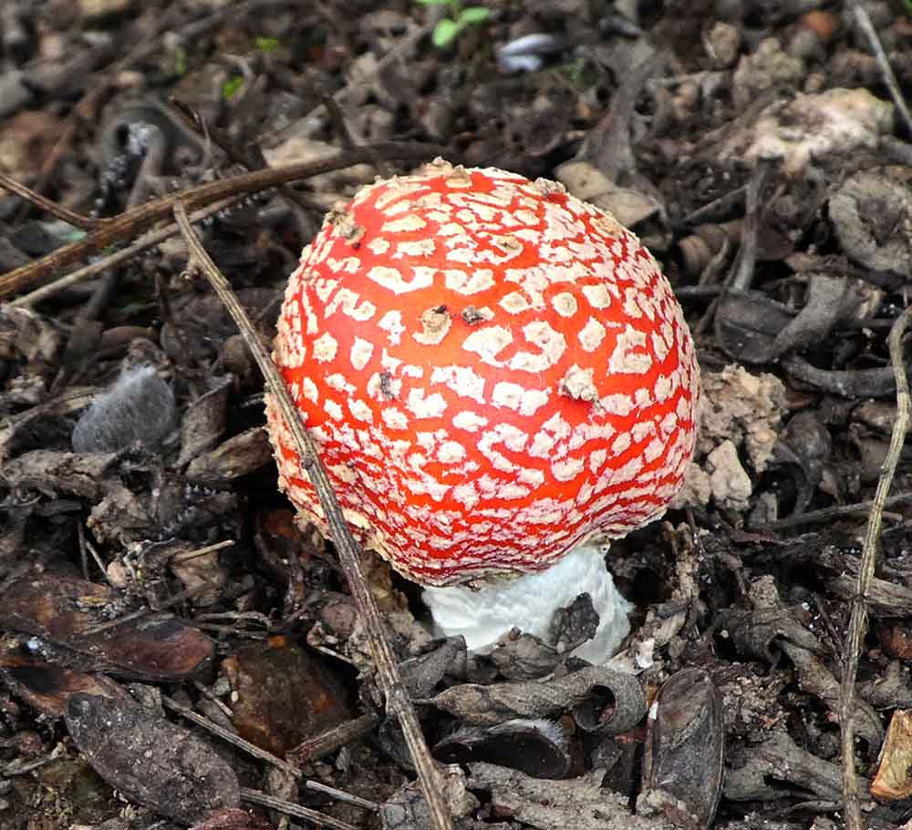 Amanita Muscaria, o cogumelo mágico