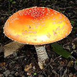 AMANITA MUSCARIA