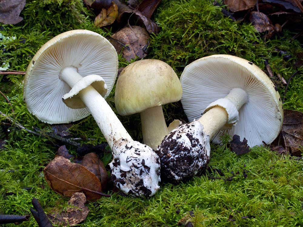 O cogumelo mais perigoso : a Amanita Phalloides