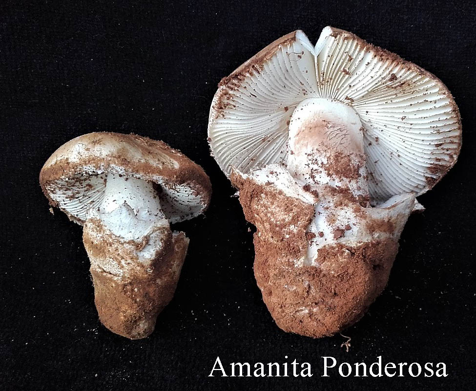 Tortulho a Amanita Ponderosa