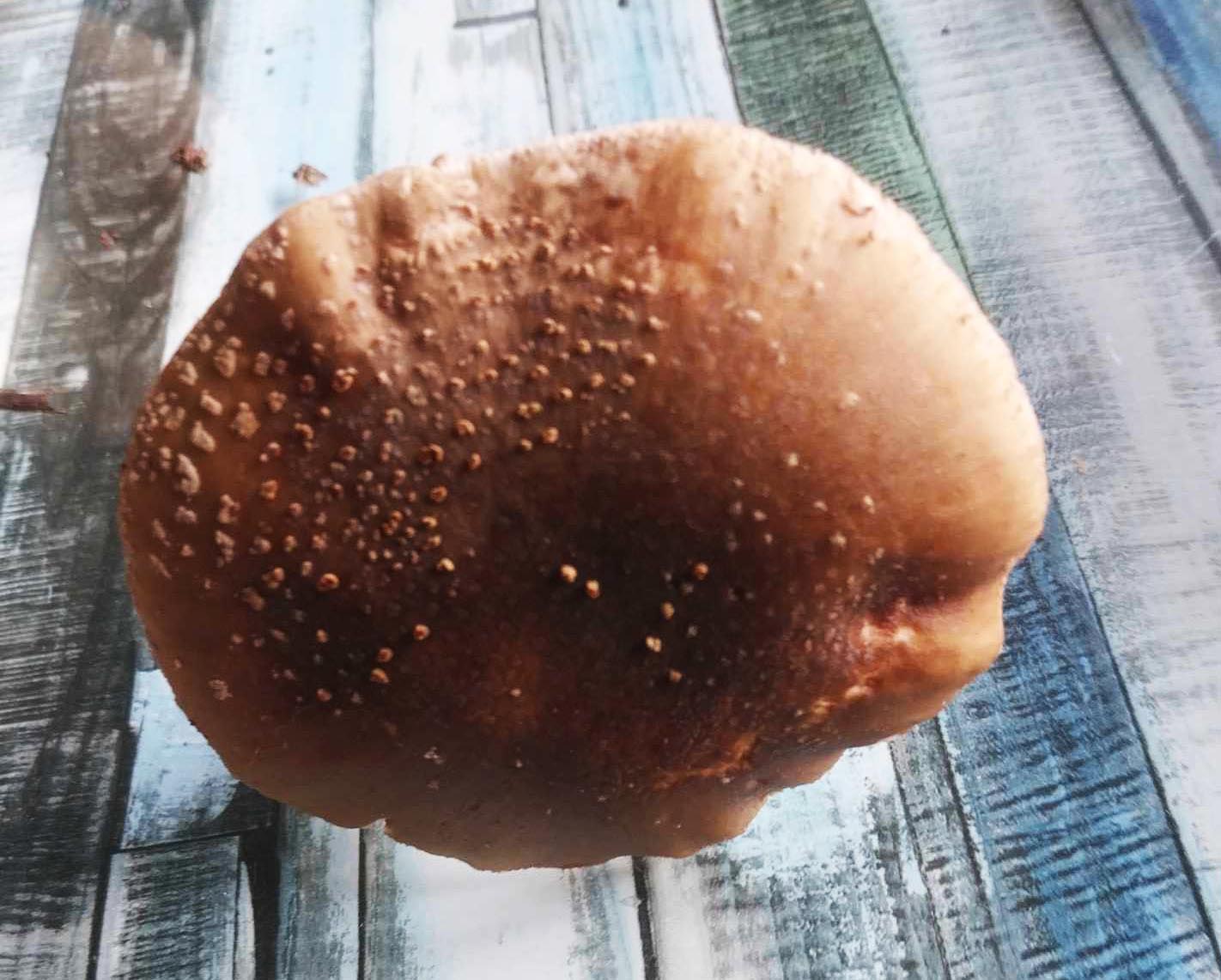 Amanita Rubescens