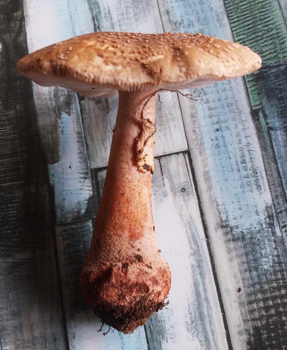 Amanita Rubescens uma amanita comestível