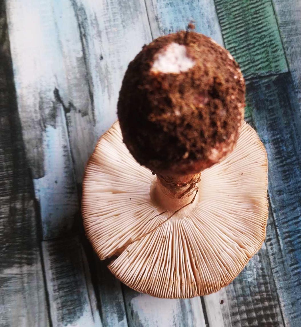 Amanita Rubescens uma amanita comestível