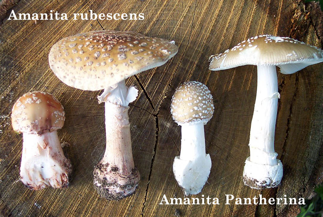 Amanita Rubescens vs Amanita Pantherina