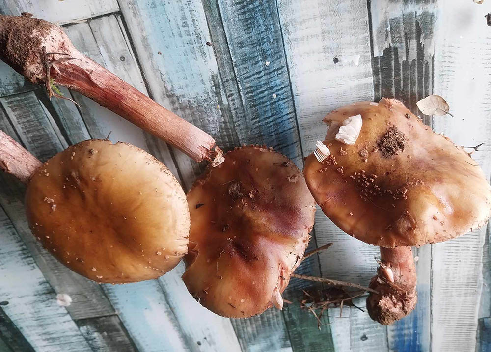 Uma amanita comestível