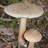 AMANITA RUBESCENS