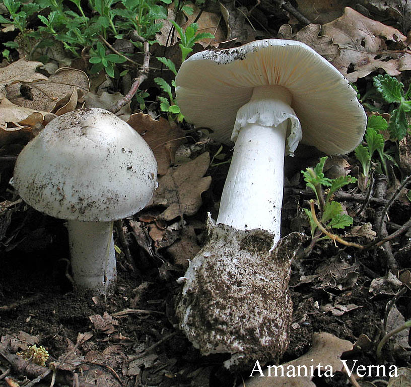 Amanita Verna