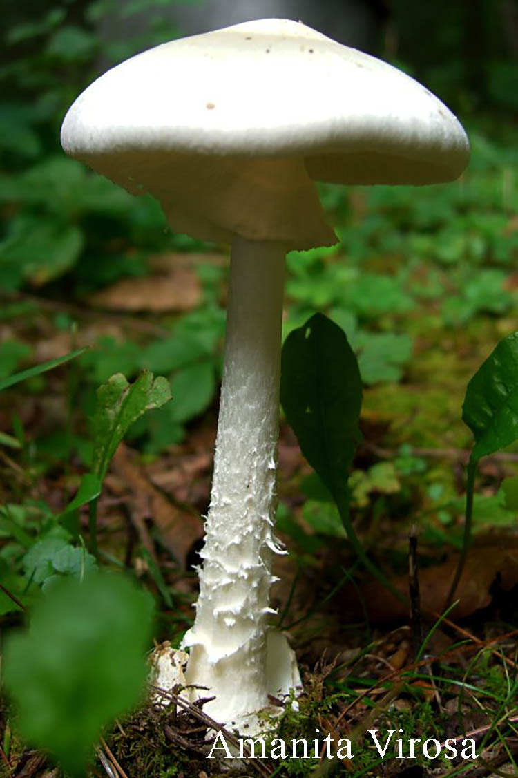 Amanita Virosa