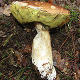 Tortulho