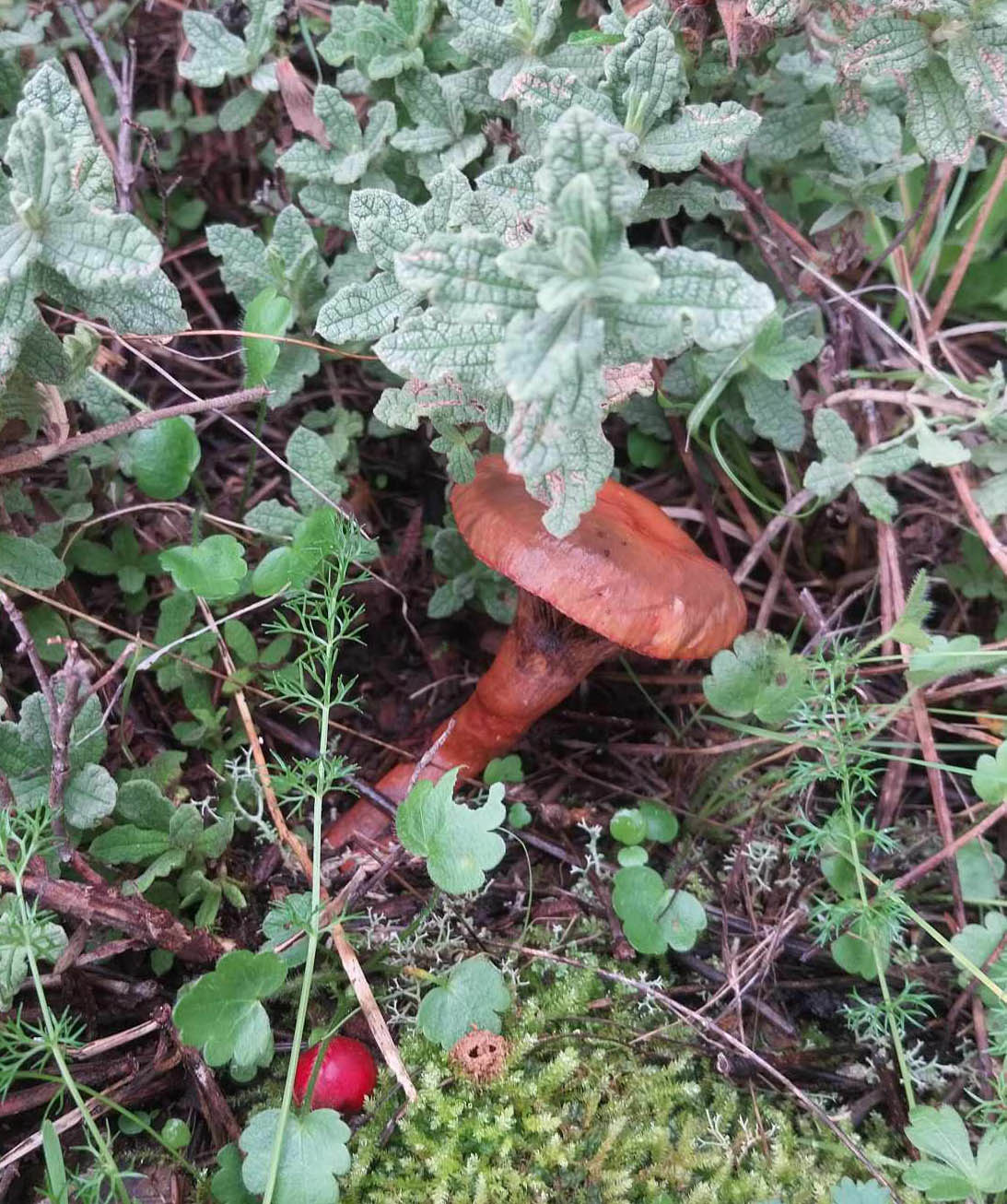 Cogumelo Chroogomphus