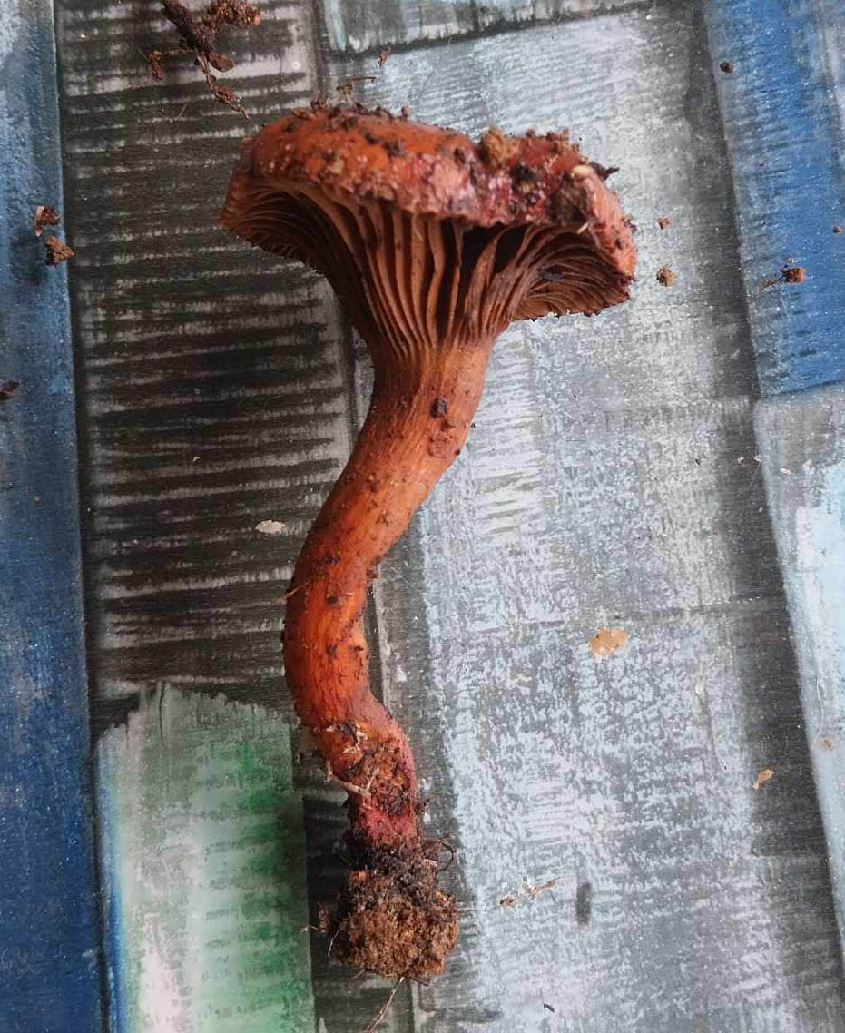 Cogumelo Chroogomphus Fulmineus