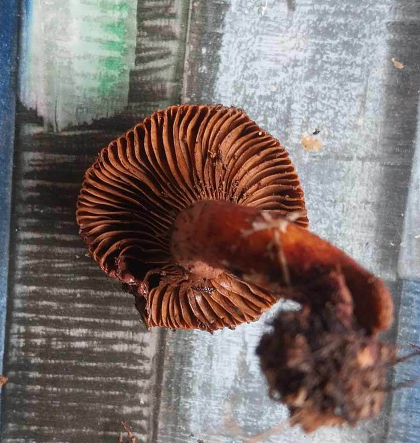 Cogumelo Chroogomphus Fulmineus