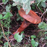 CHROOGOMPHUS FULMINEUS