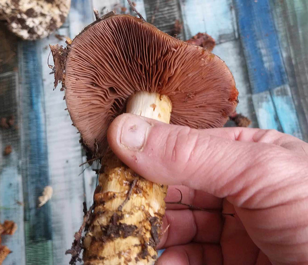 Cogumelo Cortinarius sp.