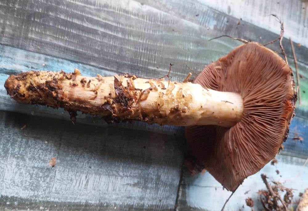 Cortinarius sp.