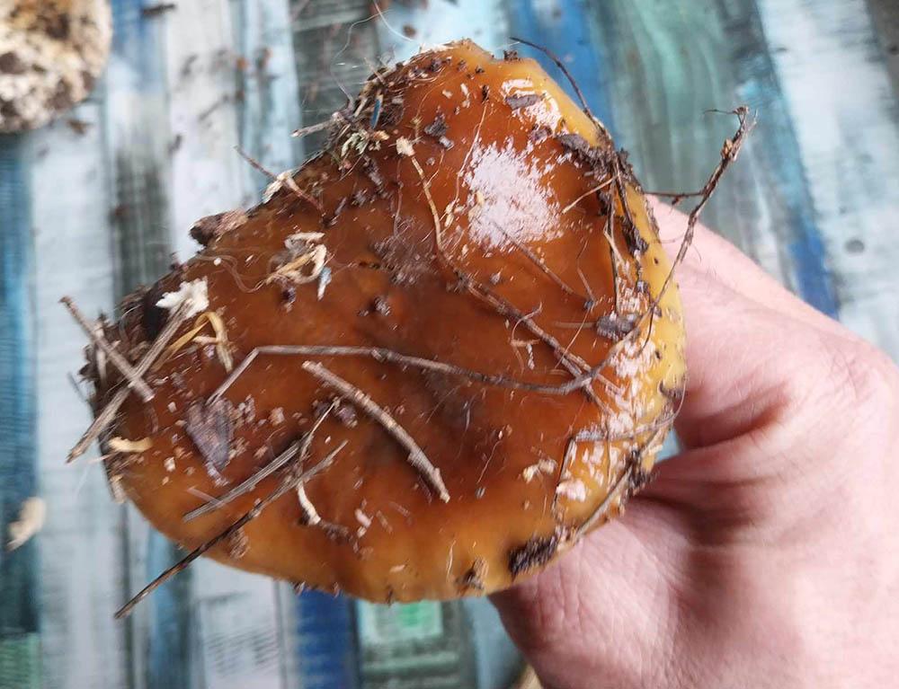 Cogumelo da familia Cortinarius