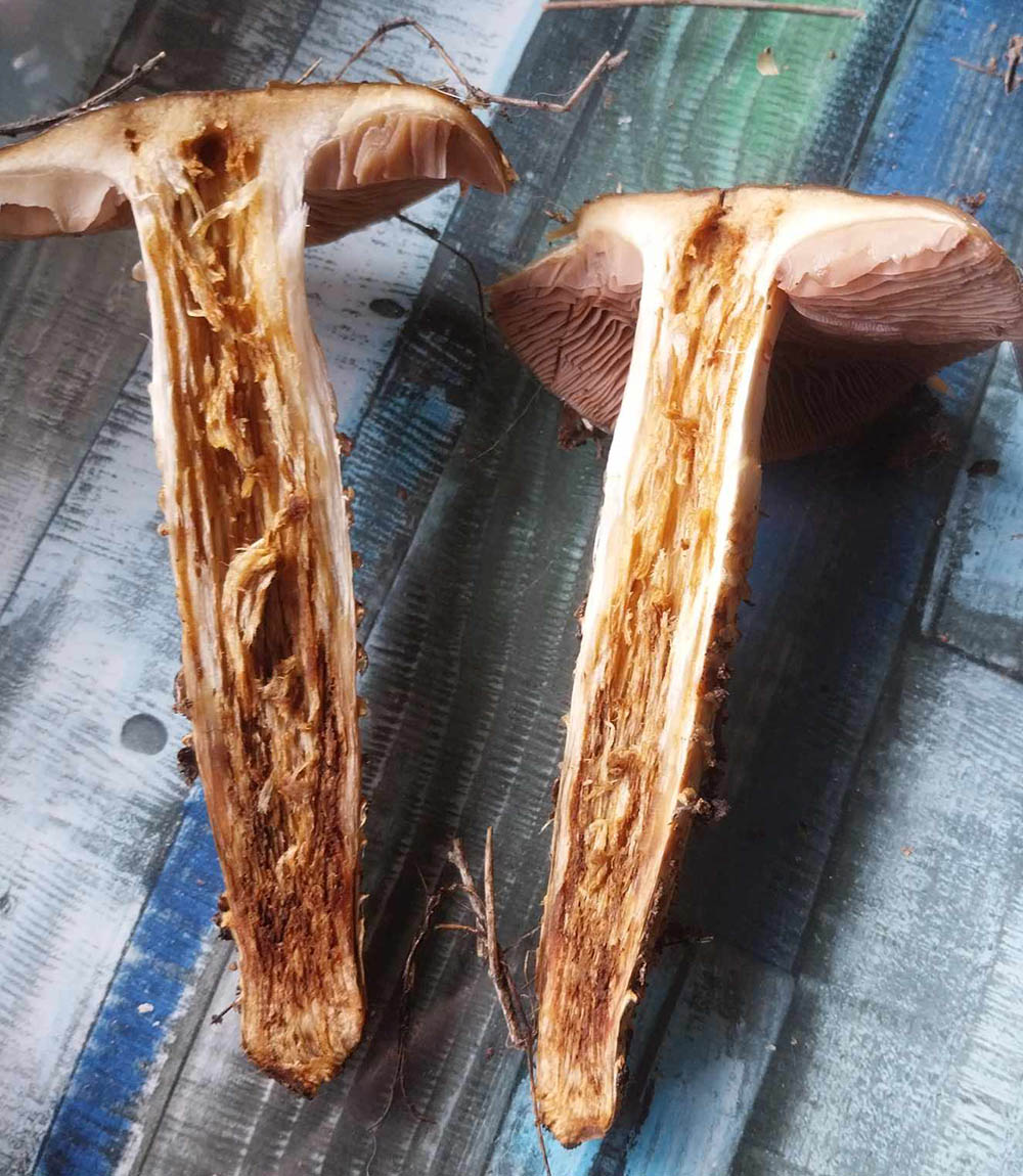 Cogumelo Cortinarius