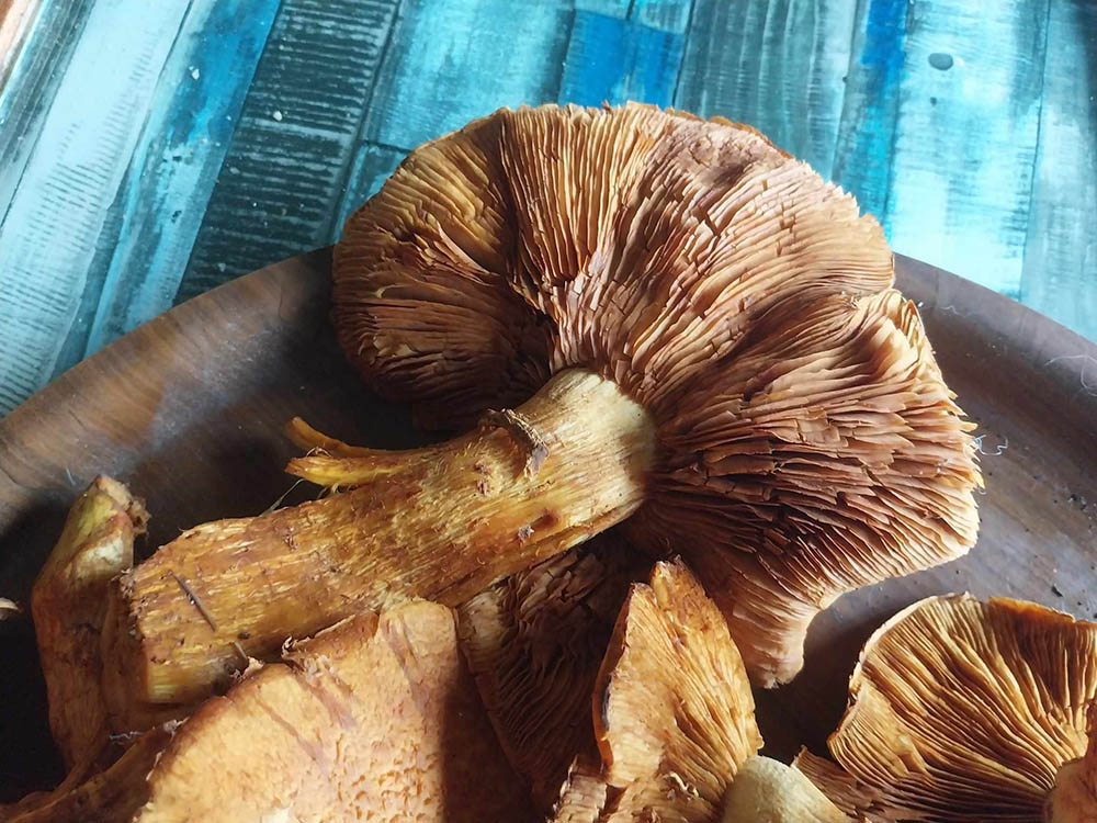 Gymnopillus Junonius