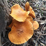GYMNOPILLUS JUNONIUS