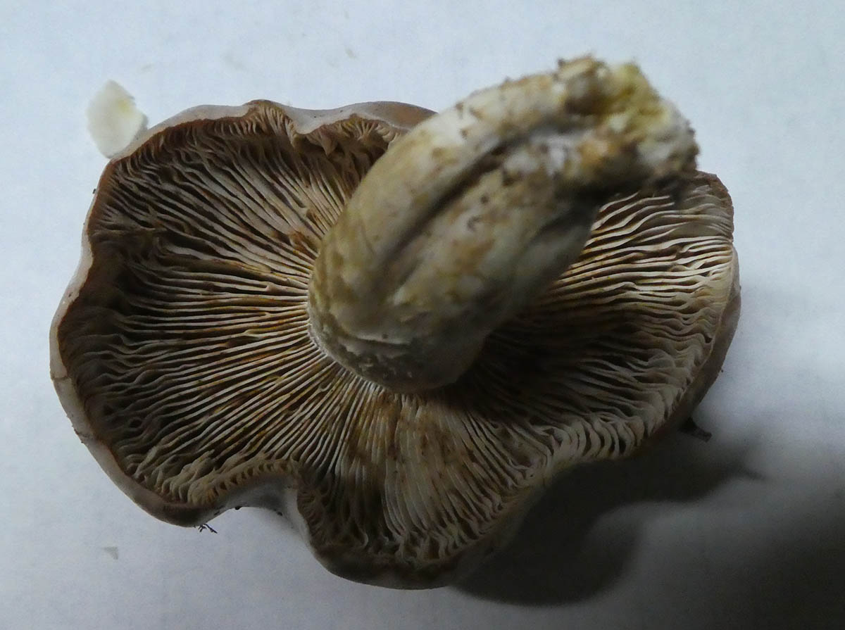 Cogumelo por identificar em Cebolais de Cima