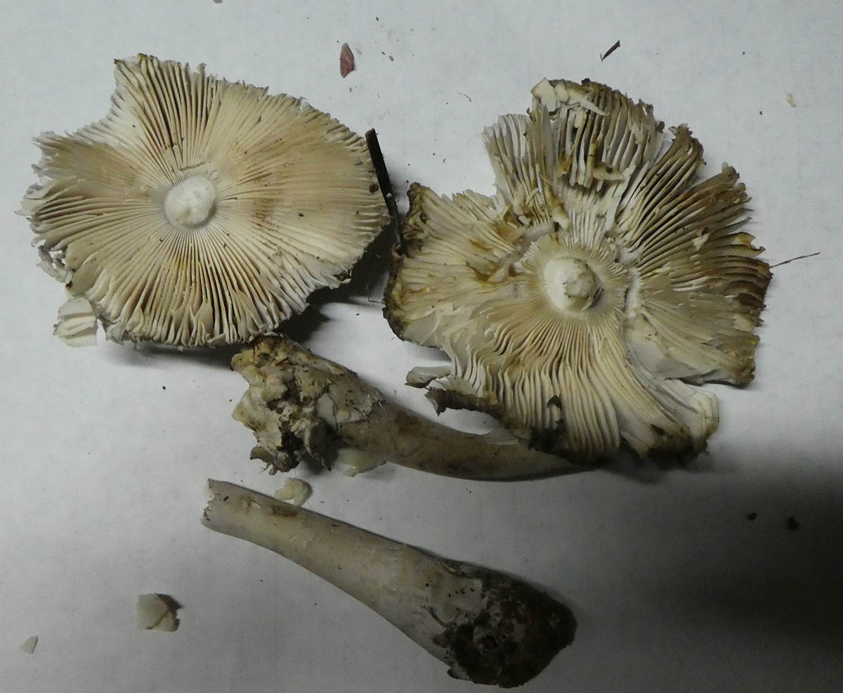 Cogumelo por identificar em Cebolais de Cima
