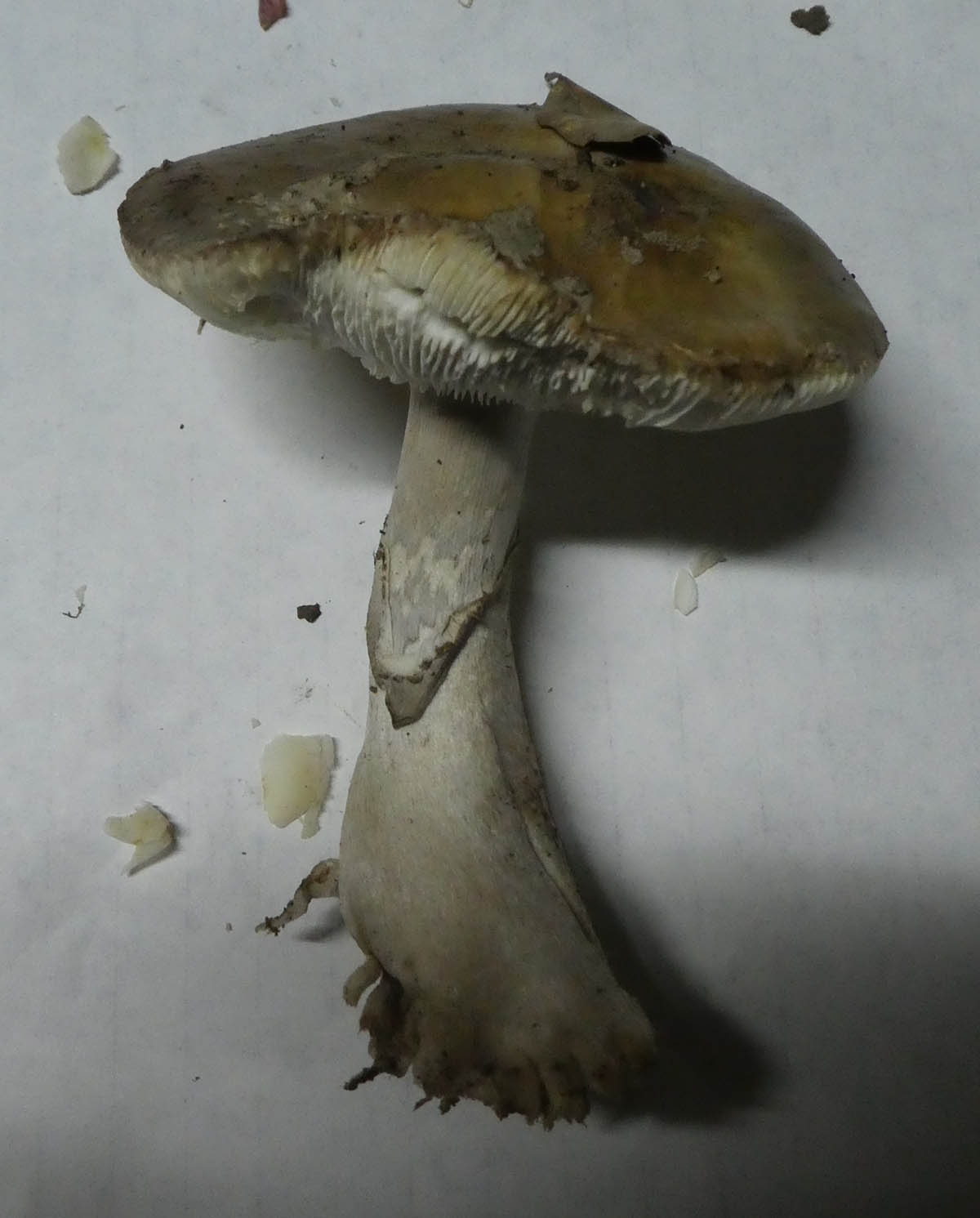 Cogumelo por identificar em Cebolais de Cima