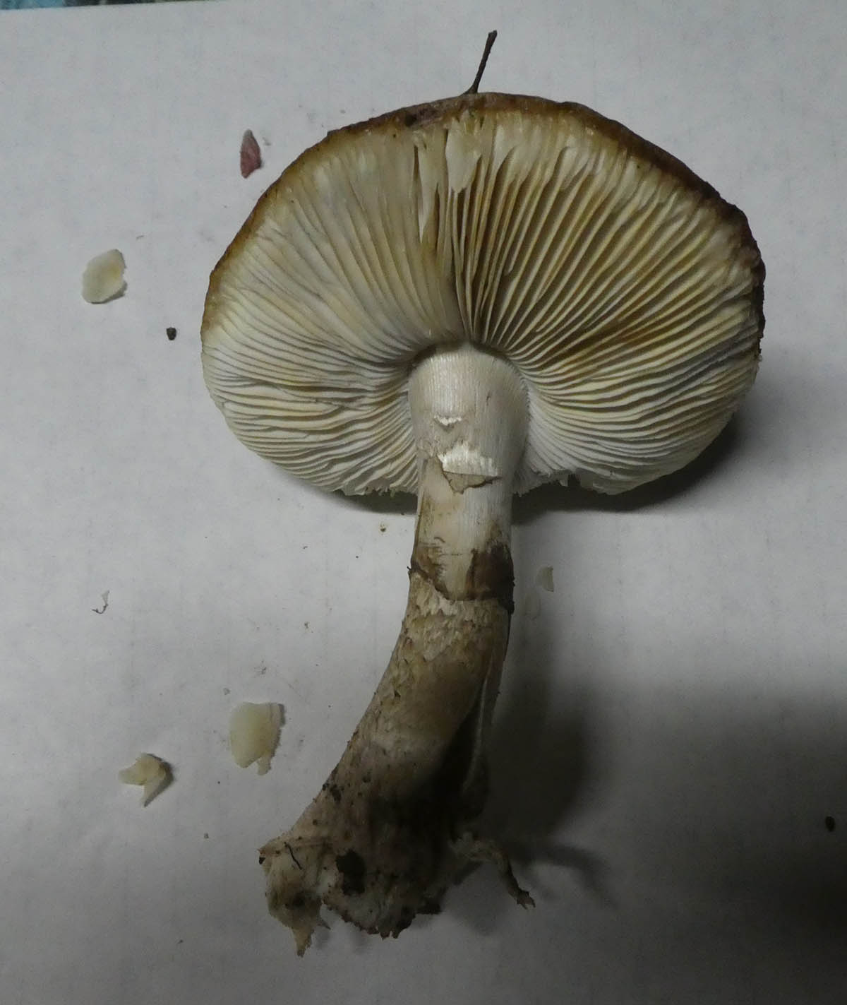 Cogumelo por identificar em Cebolais de Cima