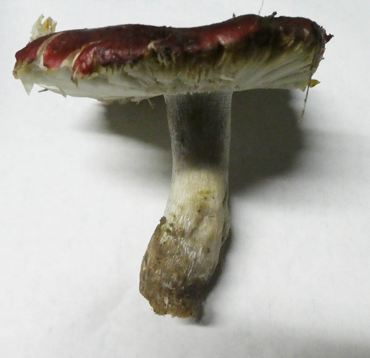 Cogumelo por identificar em Cebolais de Cima