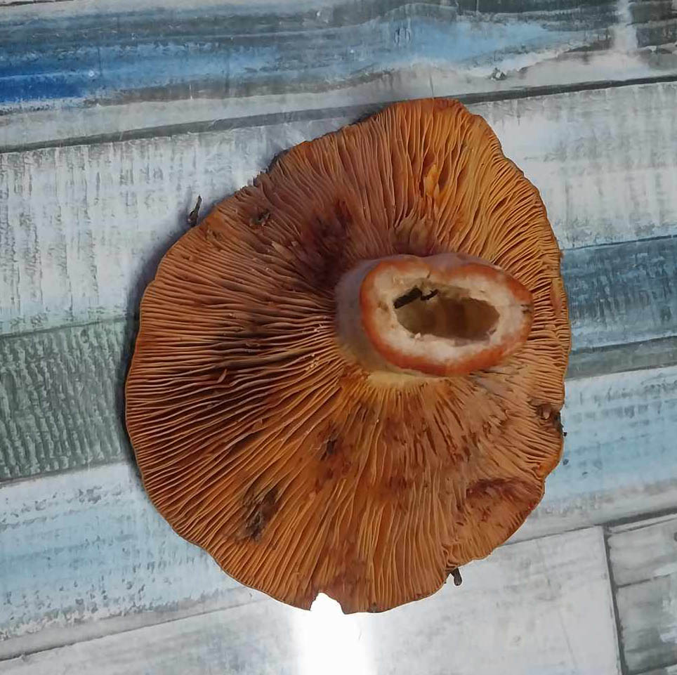 Lactarius Deliciosus