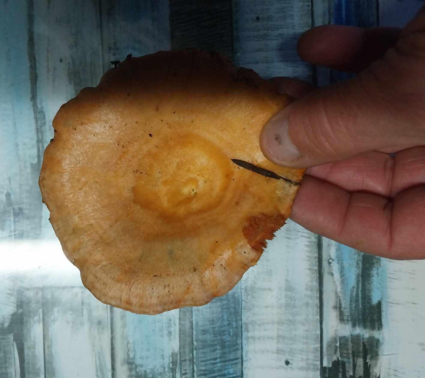 Cogumelo Sancha
