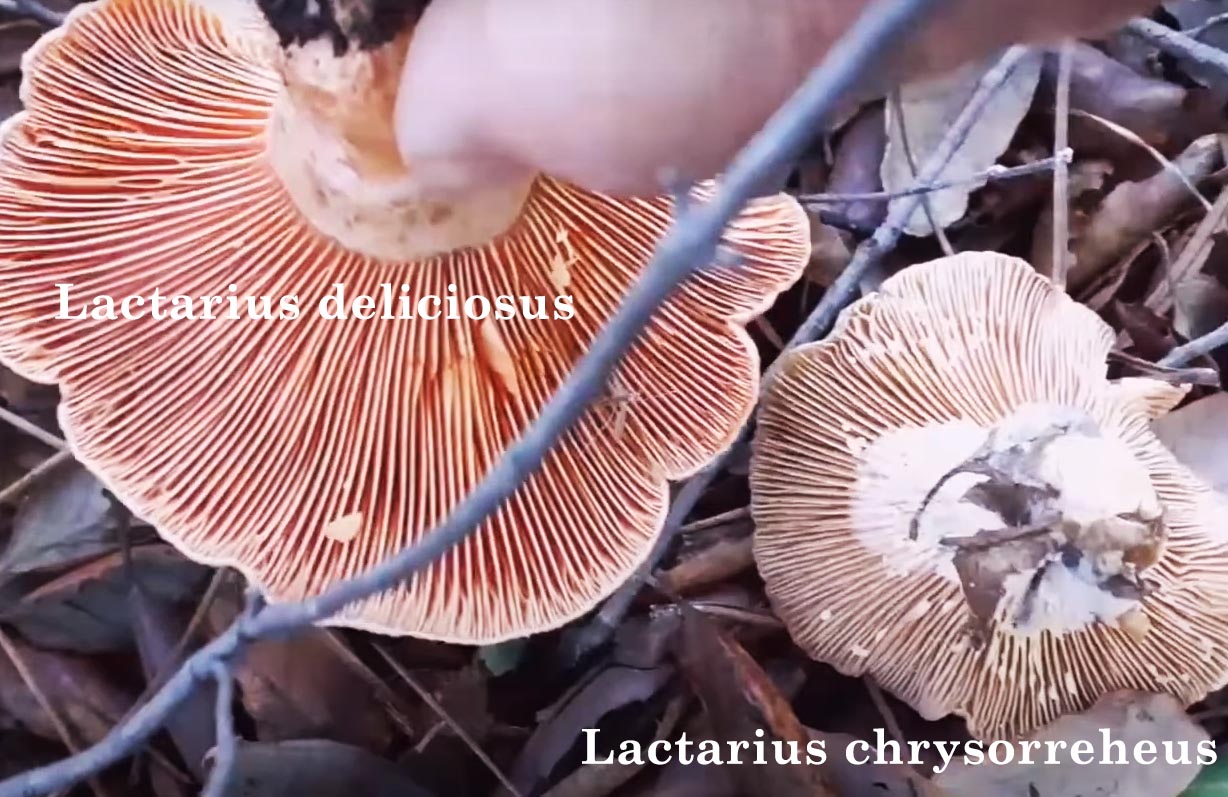 Diferença entre Lactarius deliciosus e Lactarius chrysorreheus