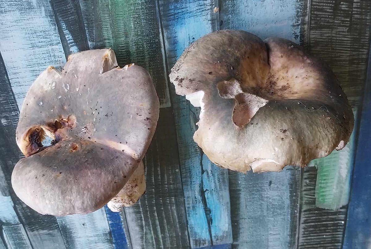 Russula Cyanoxantha