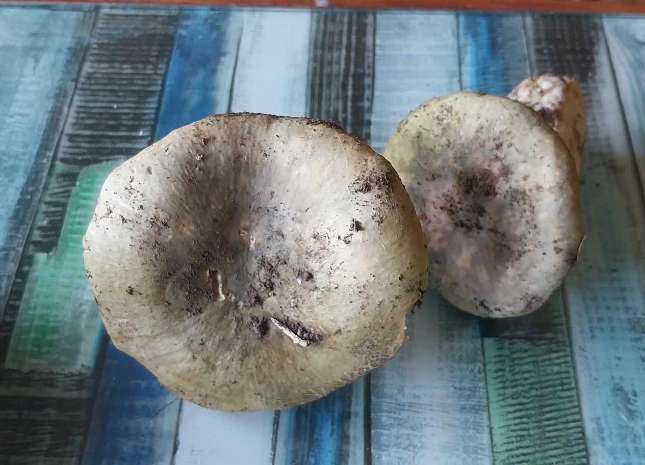 Russula Cyanoxantha