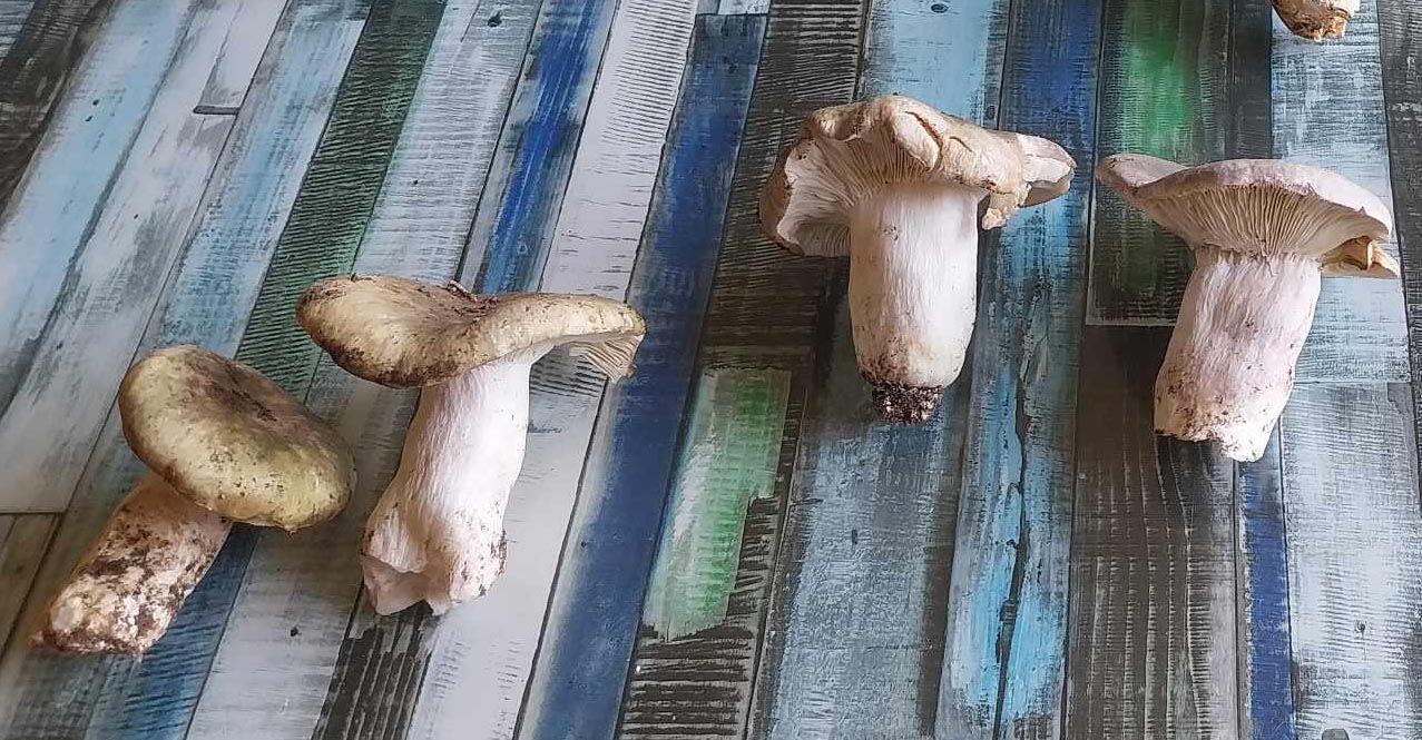 Russula Cyanoxantha