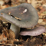 RUSSULA CYANOXANTHA